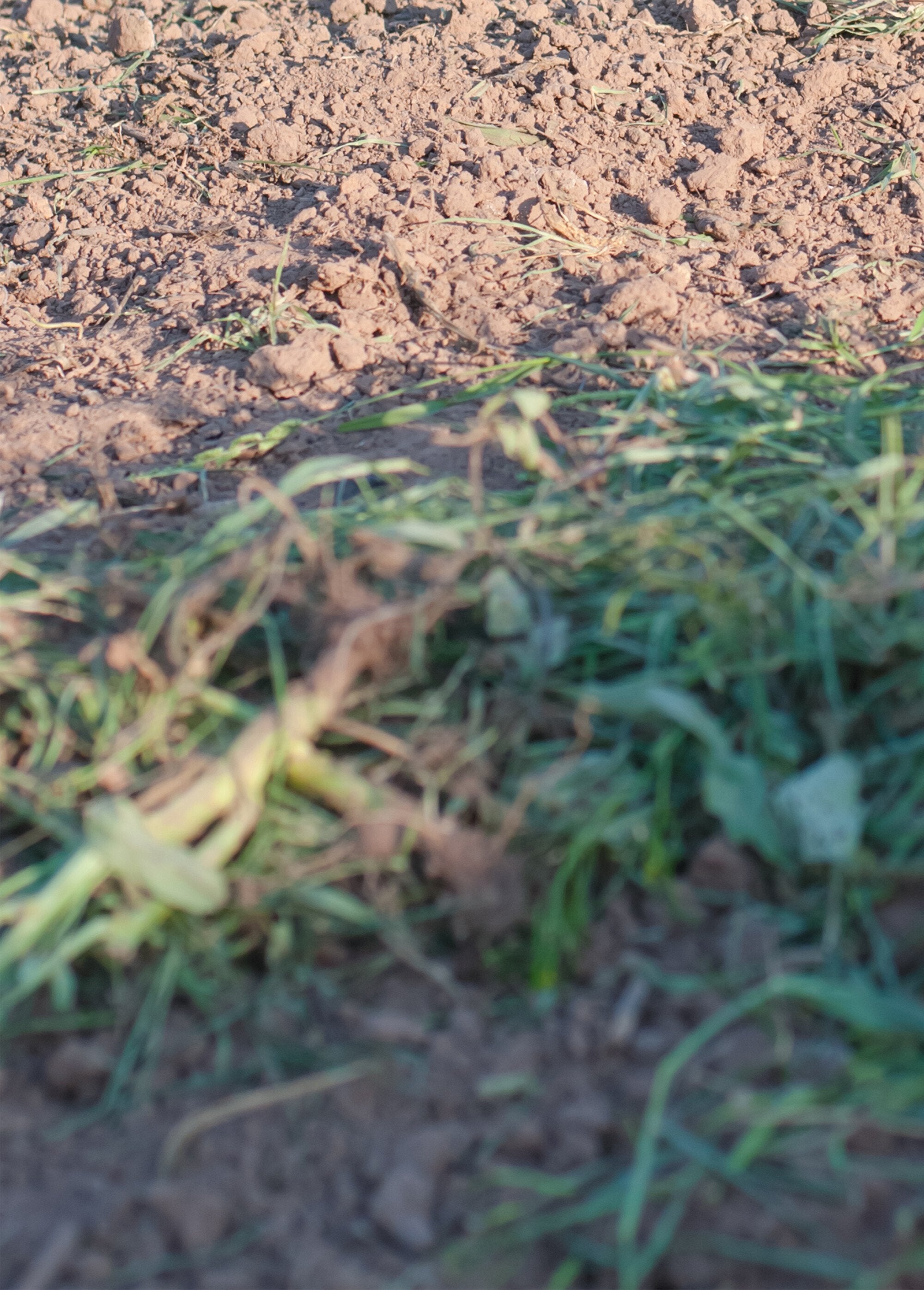 Garra_de_jardín_de_acero_inoxidable_con_mango_ergonómico._Gris_y_amarillo_DE1_slim