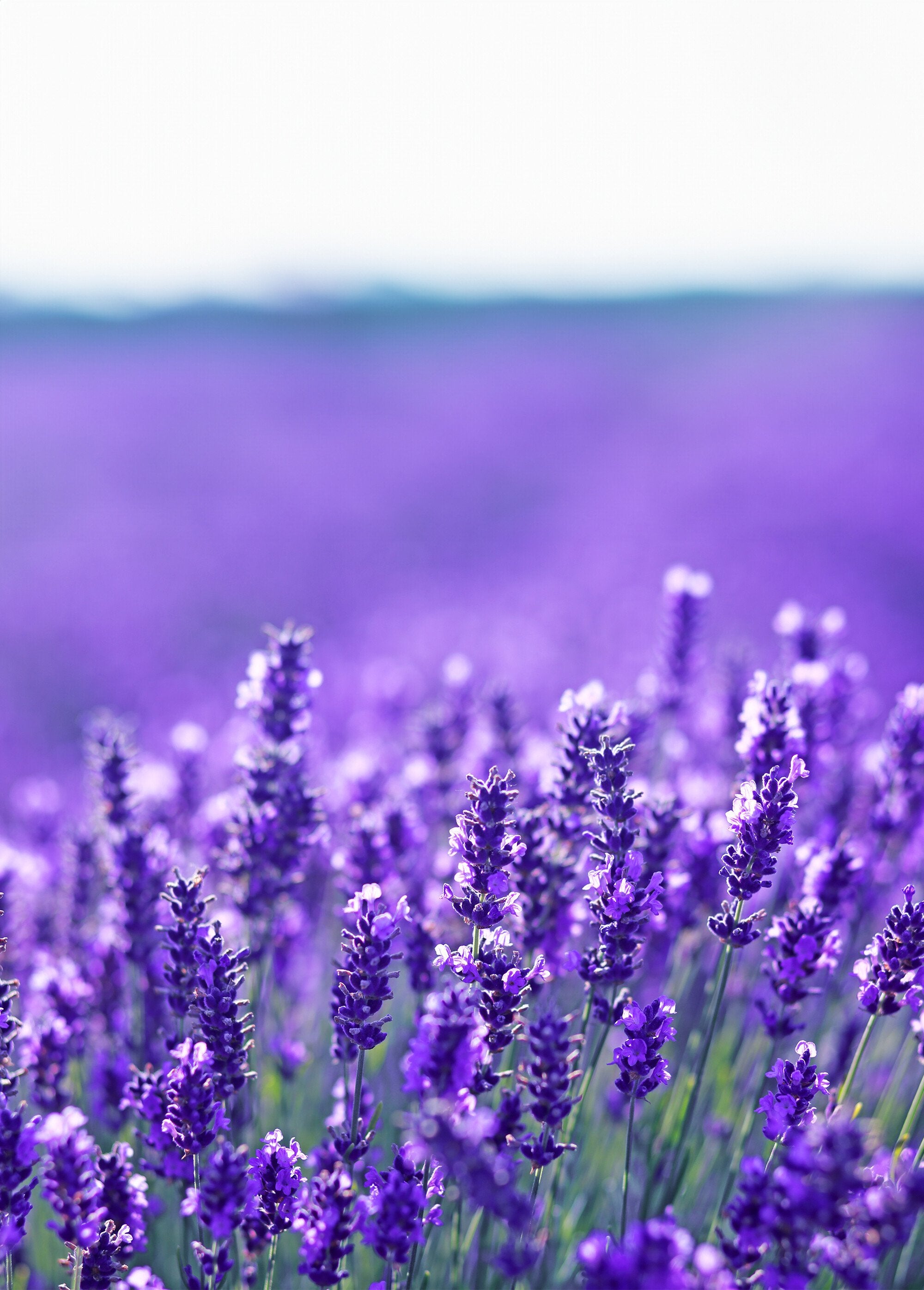 Set_de_2_almohadillas_de_lavanda_para_los_pies_Mauve_DE2_slim